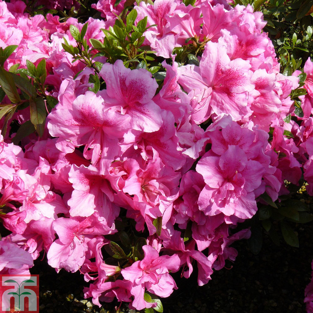 Rhododendron 'George Hyde' (Hyde) (Azalea Group) from Thompson and Morgan