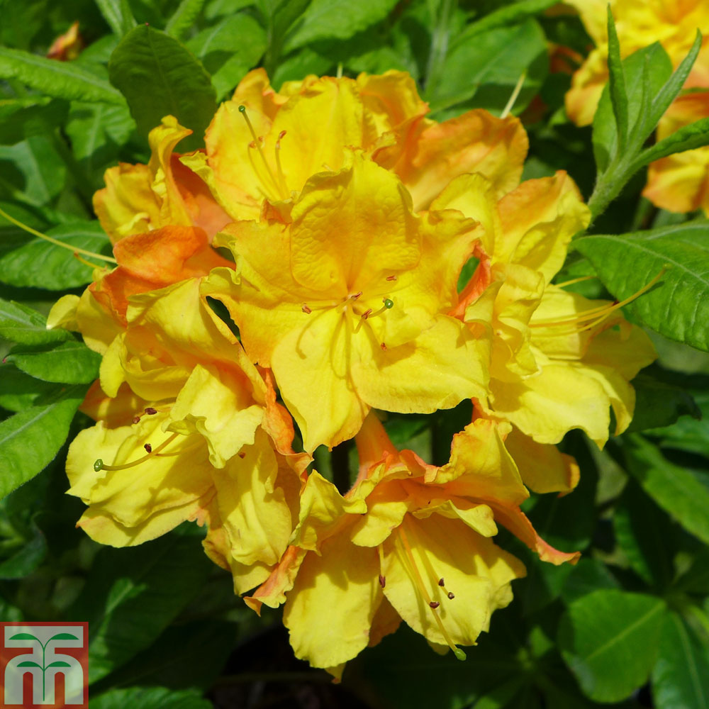 Rhododendron Glowing Embers Azelea Hardy Shrub Spring Flowering Garden Plants Grow Your Own 2 x 4L Pots Rhododendron Glowing Embers by Thompson and Morgan