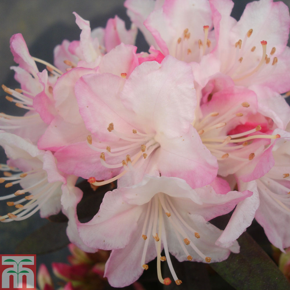 Rhododendron 'Ginny Gee' from Thompson and Morgan
