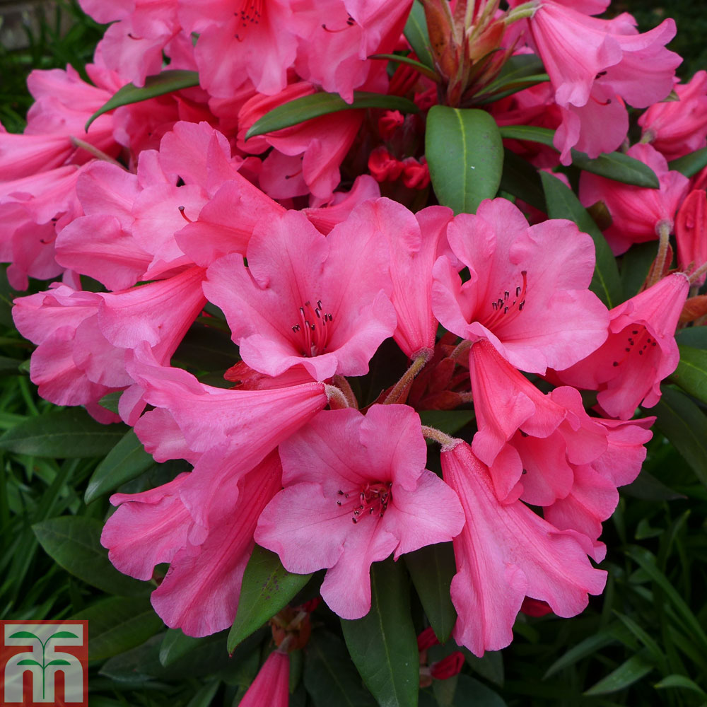 Rhododendron 'Winsome' from Thompson and Morgan