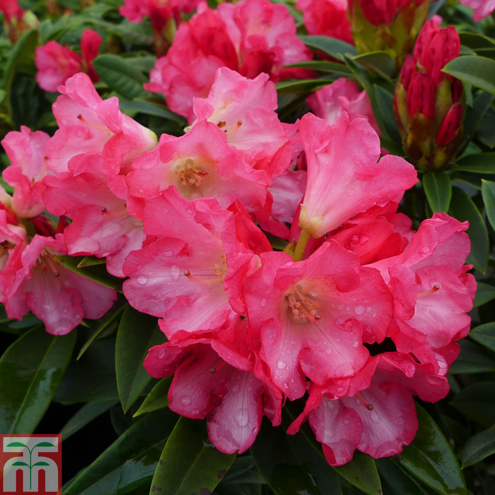 Rhododendron 'Surrey Heath' from Thompson and Morgan