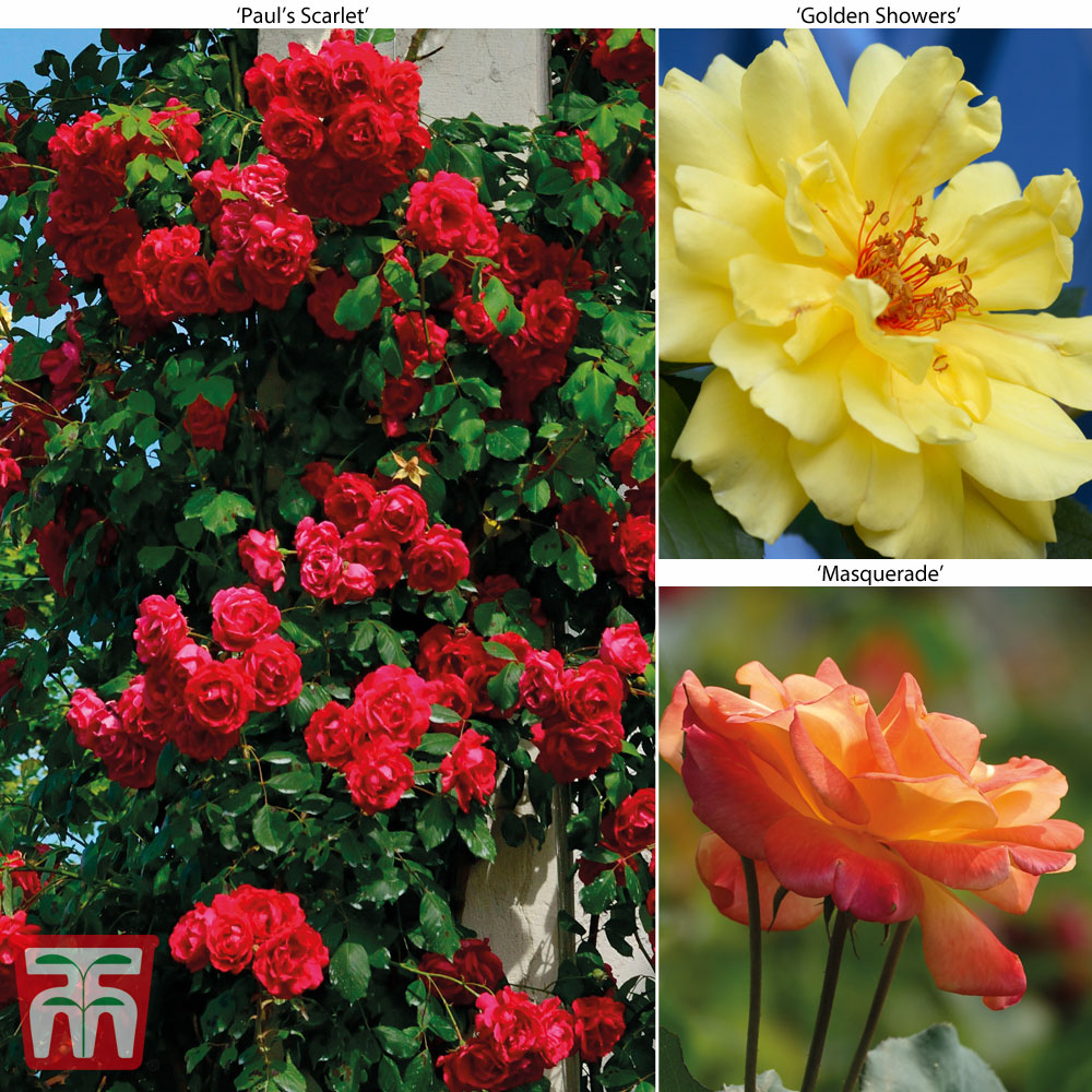 Producing Red Flowers in Summer 2 x Climbing Rose Paul/’s Scarlet Bare Root Plants by Thompson /& Morgan Easy to Grow Pergolas /& Arches Rose Hardy Garden Plant Climber Ideal for Trellis