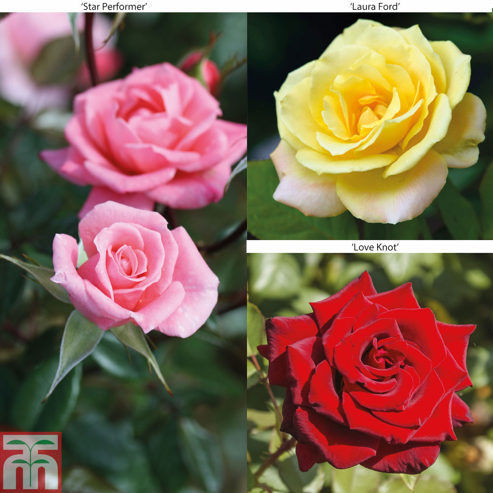 Rose '3-in-1' Collection (Climbing Rose) | Thompson & Morgan