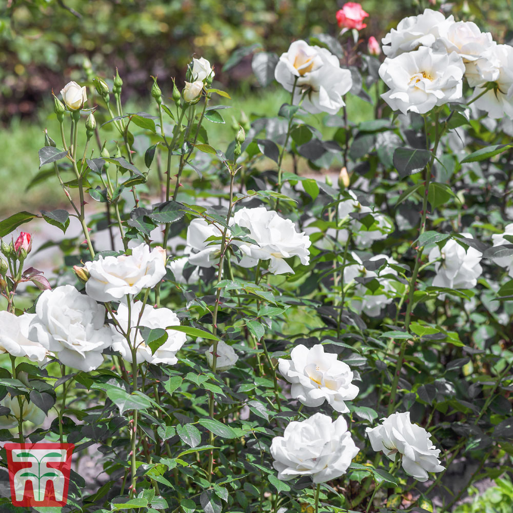 Garden Bush Rose National Trust in a 3.5 Litre Pot 