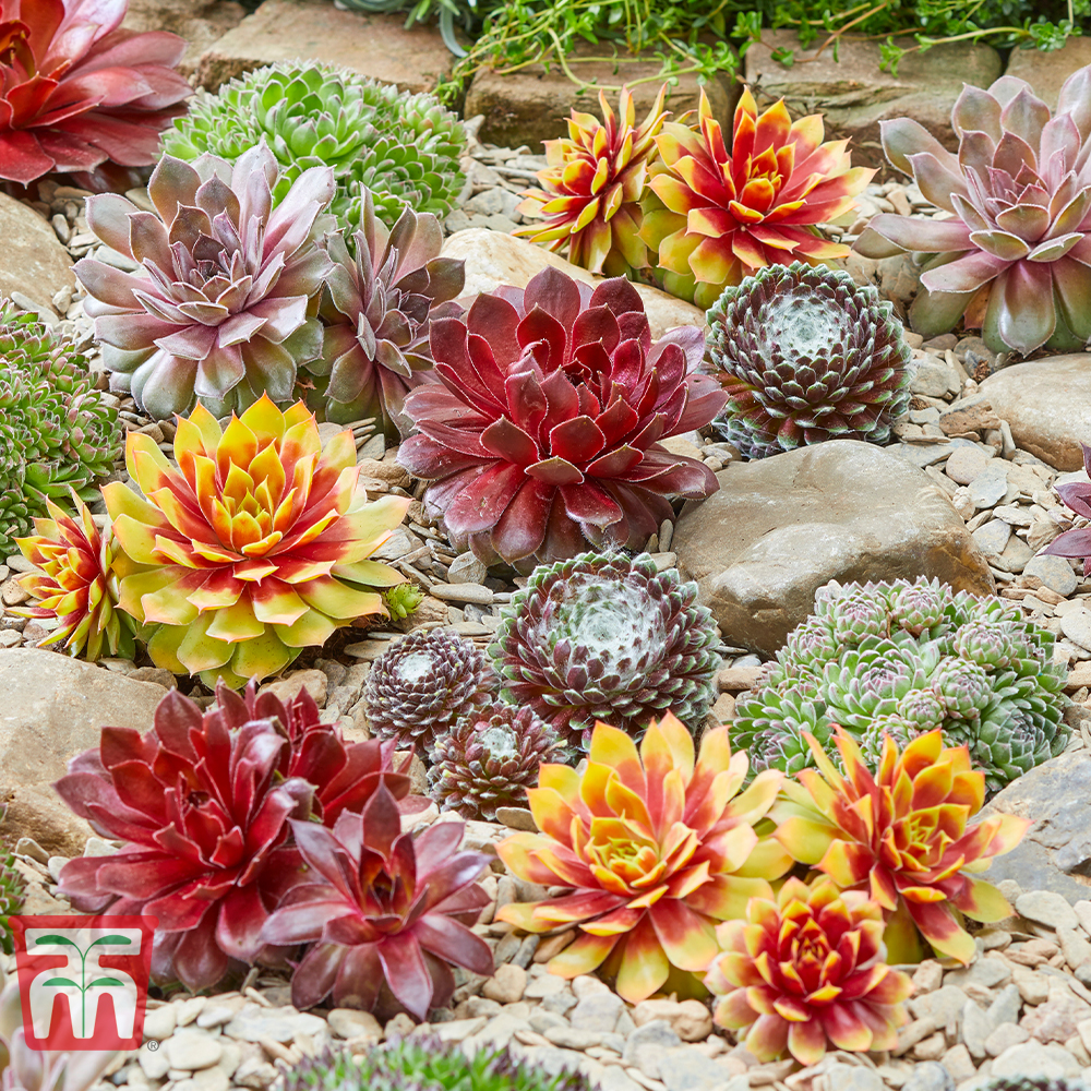Sempervivum 'Chick Charms®' Collection | Thompson & Morgan