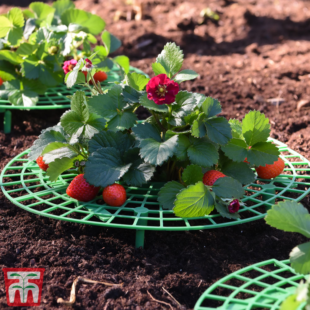 6, B Strawberry Plant Support Stand Strawberry Growing Racks Protector Strawberry Growing Frame Holder Cage Iceyyyy Strawberry Supports 