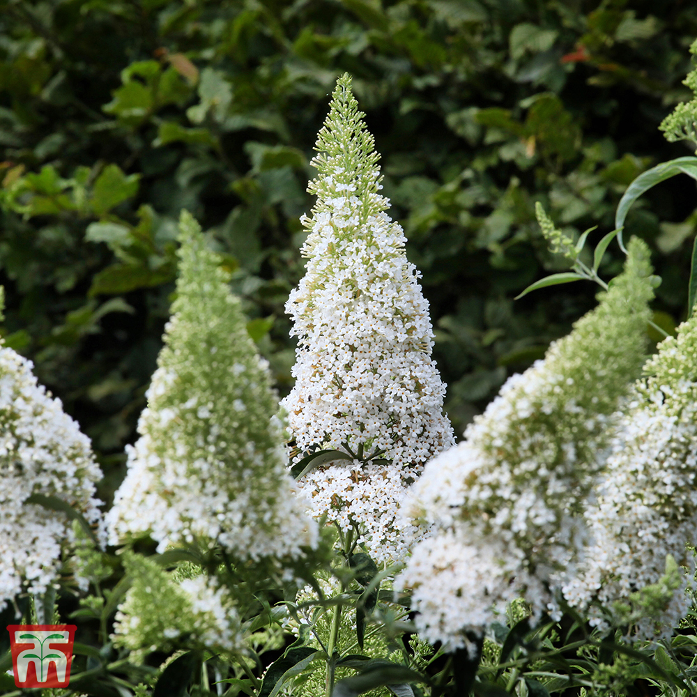 Image of Buddleia davidii 'White Profusion' in flower