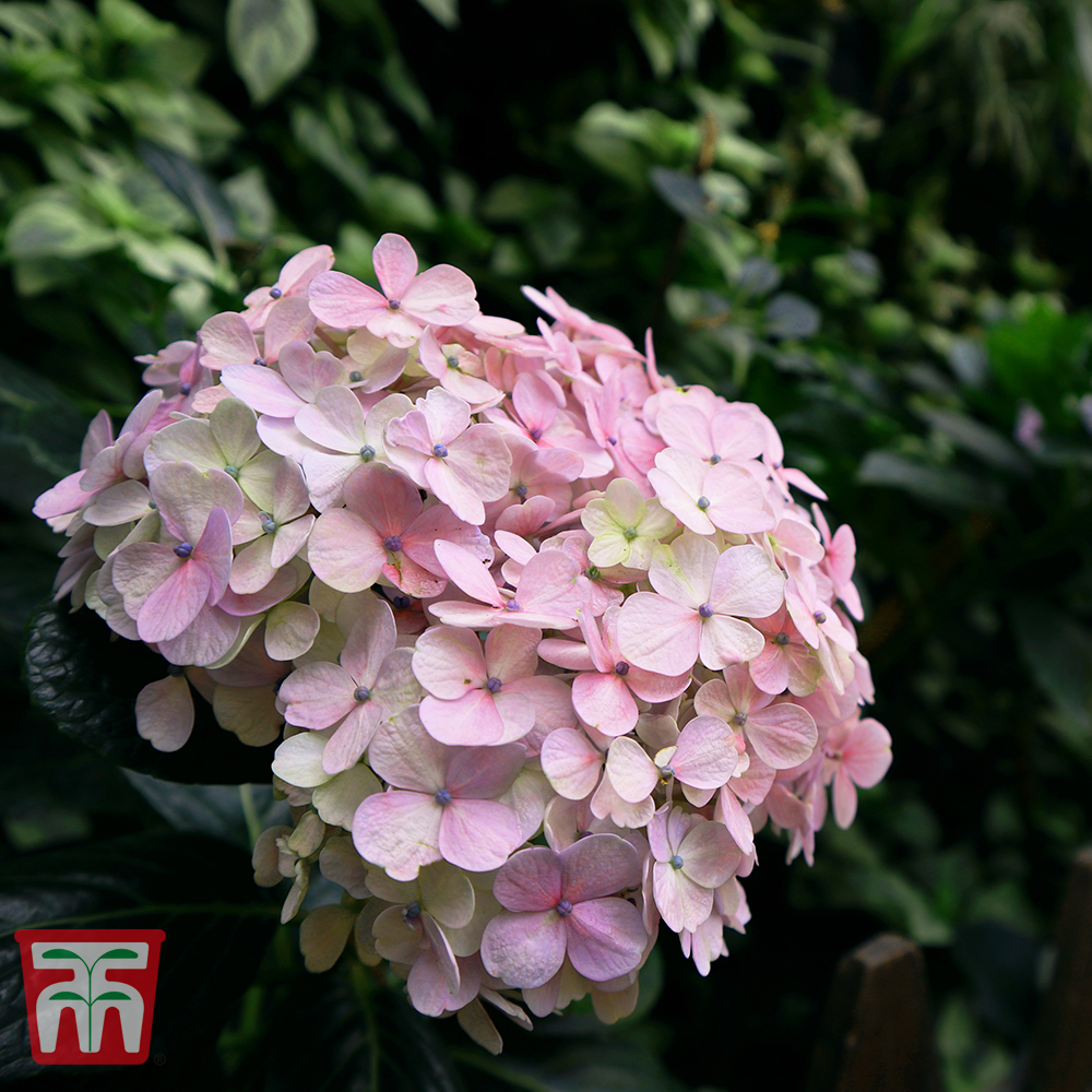 Image of Hydrangea macrophylla bouquet rose 1