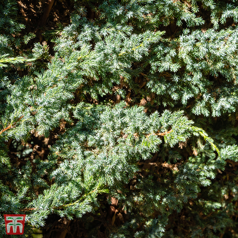 Juniperus squamata 'Meyeri' from Thompson and Morgan
