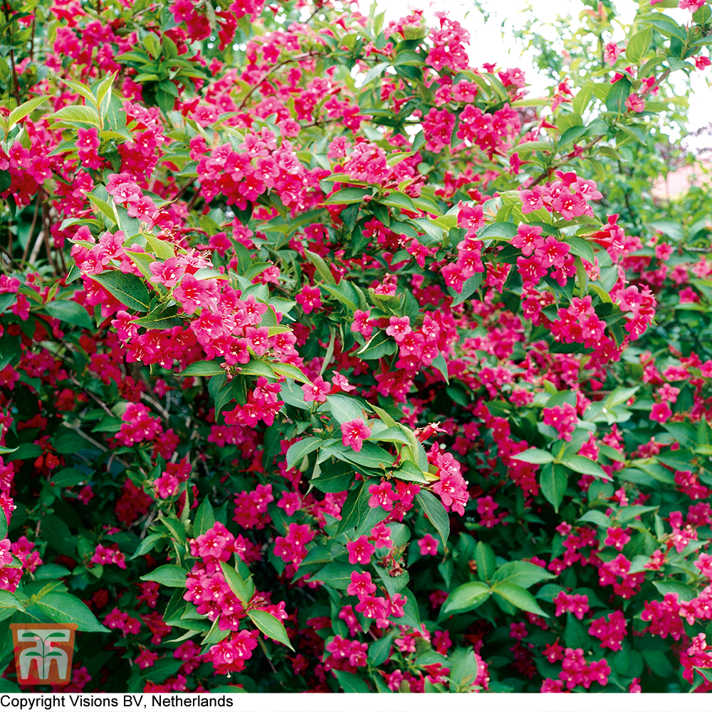 Image of Weigela 'Bristol Ruby' shrub