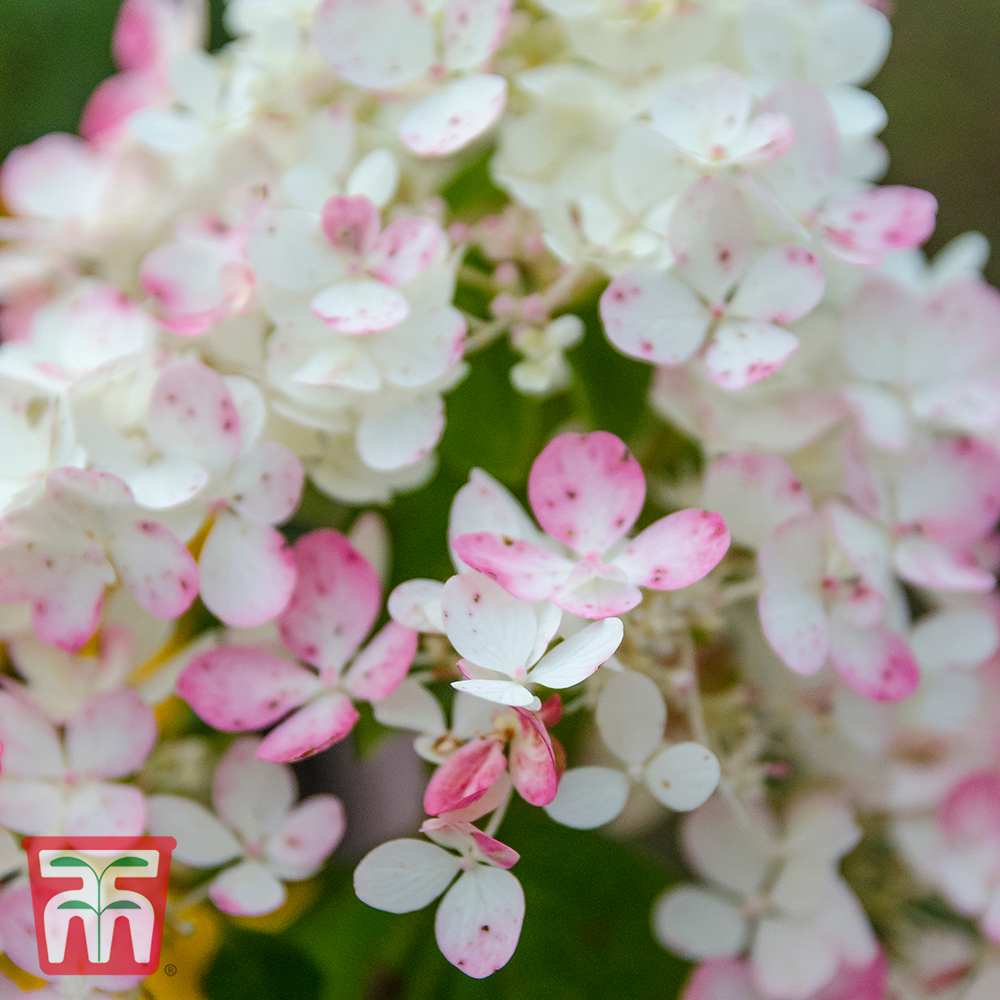 Hydrangea paniculata 'Tickled Pink' from Thompson and Morgan