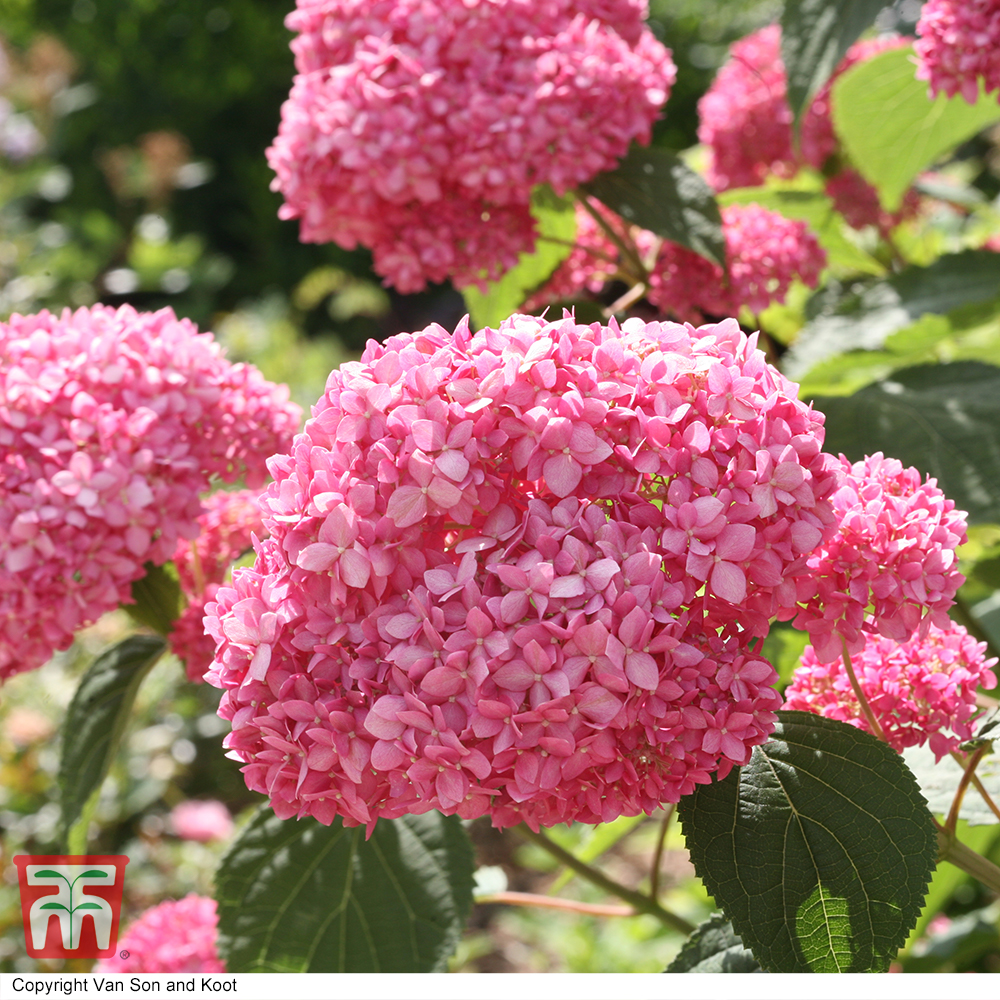 Image of Pink Annabelle Hydrangea in Full Bloom