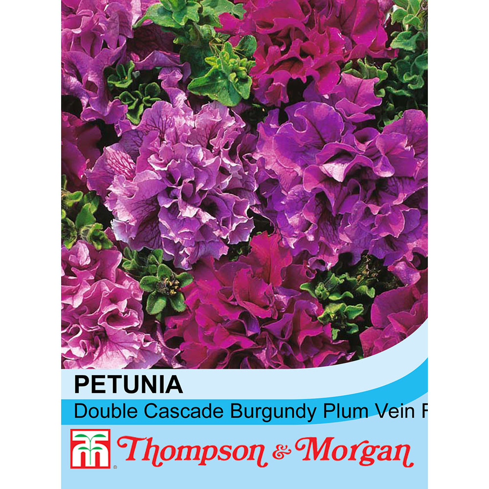 Petunia grandiflora 'Double Cascade Burgundy Plum Vein' F1 Hybrid seeds