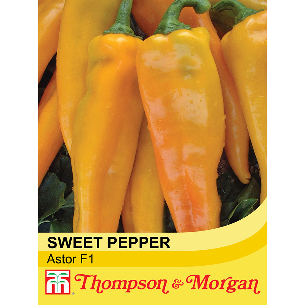 Légumes Thompson & ‿Morgan Pepper Sweet Mini Bell Mixed F1 Hybrid 6 graines