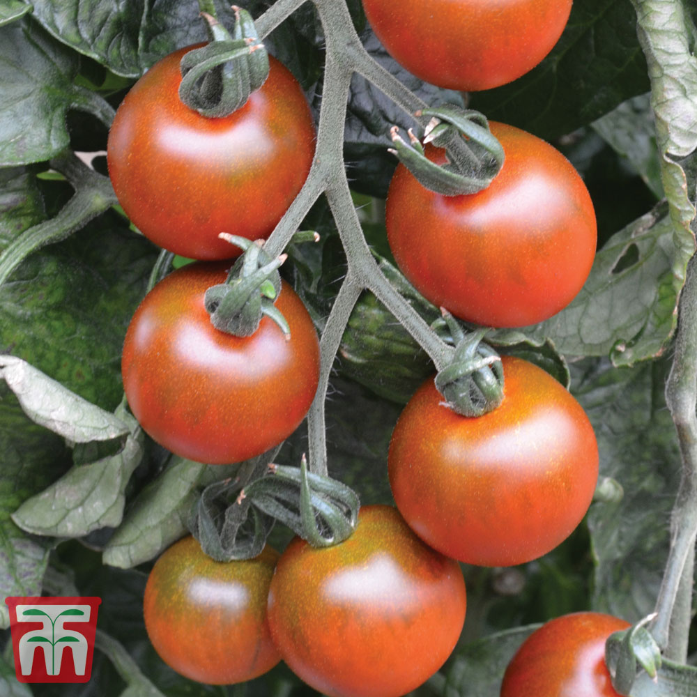 Image of Tomato 'Ruby Falls'
