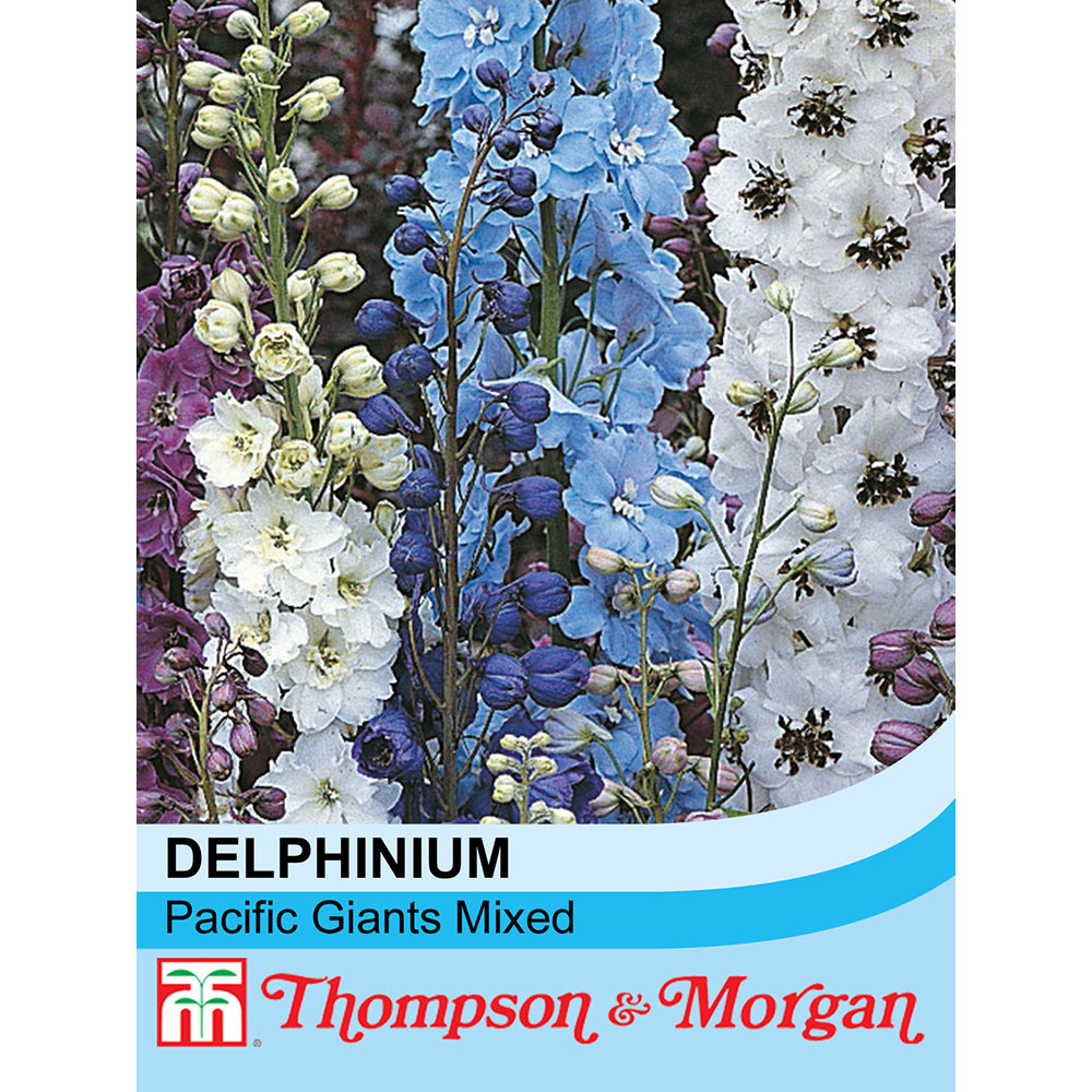 Delphinium sp Pacific Giants Hybrids bulk wholesale seeds for planting Pacific Giants Hybrids Delphimium