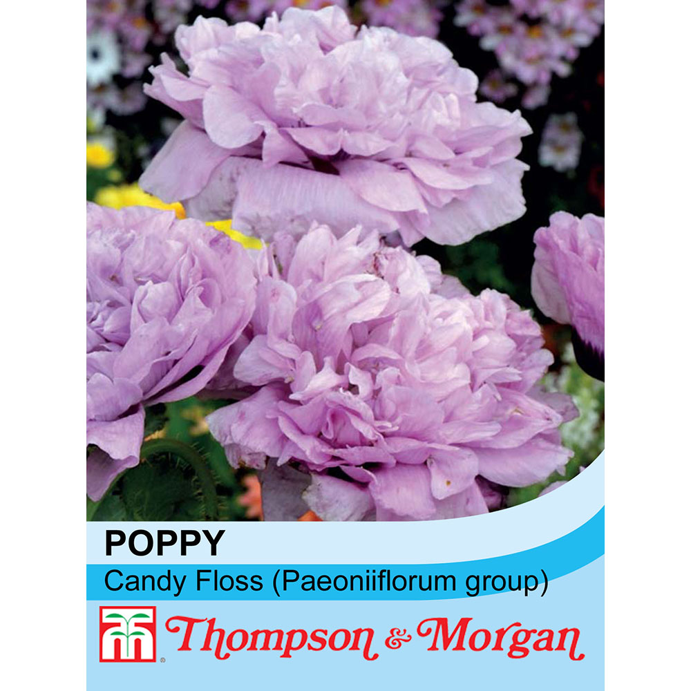 Thompson & Morgan Flowers Poppy    'Candy floss' 250 Seeds 