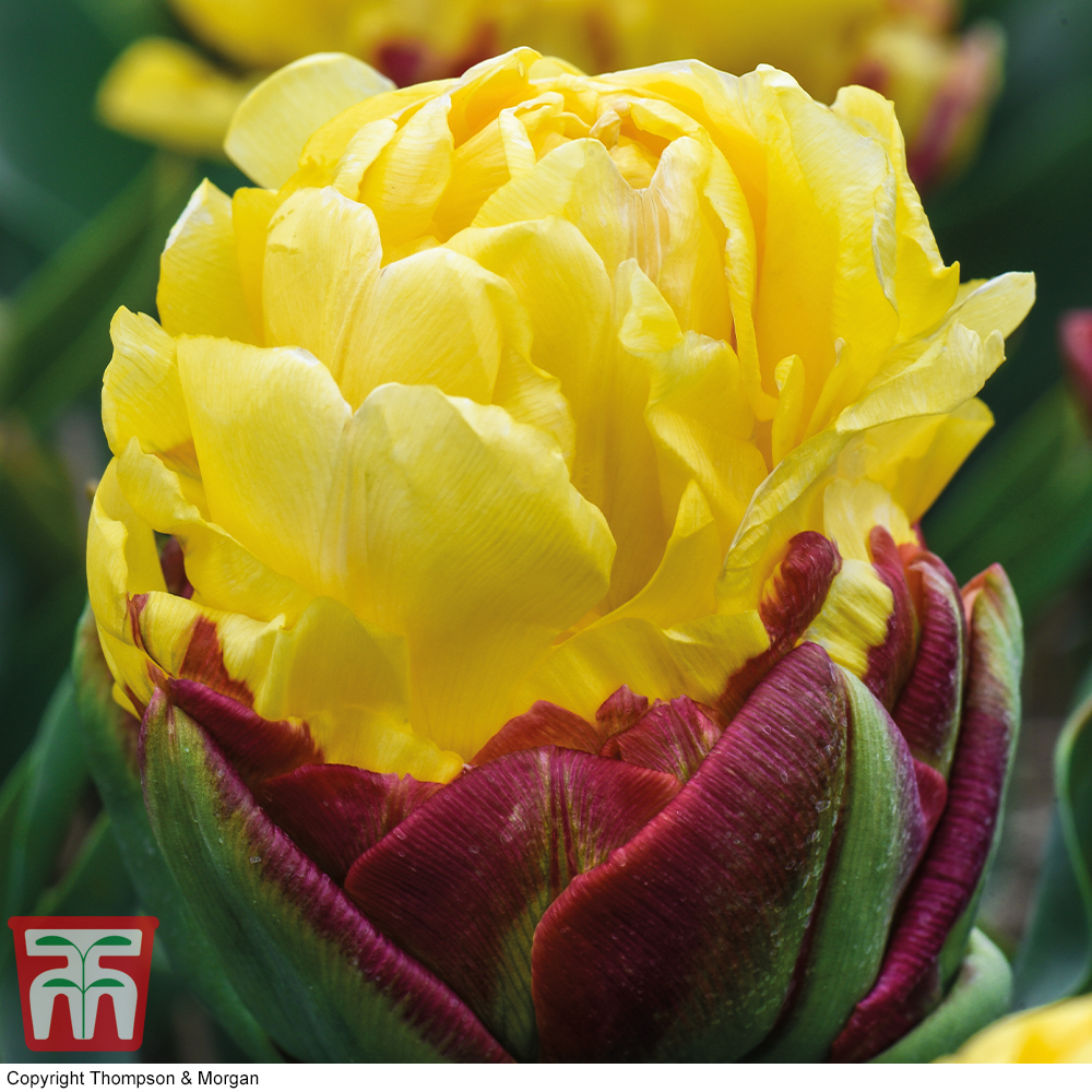 Tulip 'Ice Cream Yellow' | Thompson & Morgan