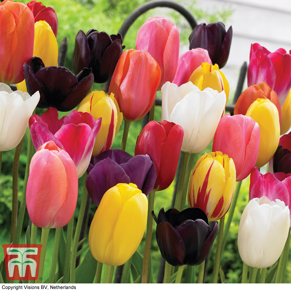 Tulip Mania And The Multimillion-Dollar Industry Behind The World's New  Most Popular Flower