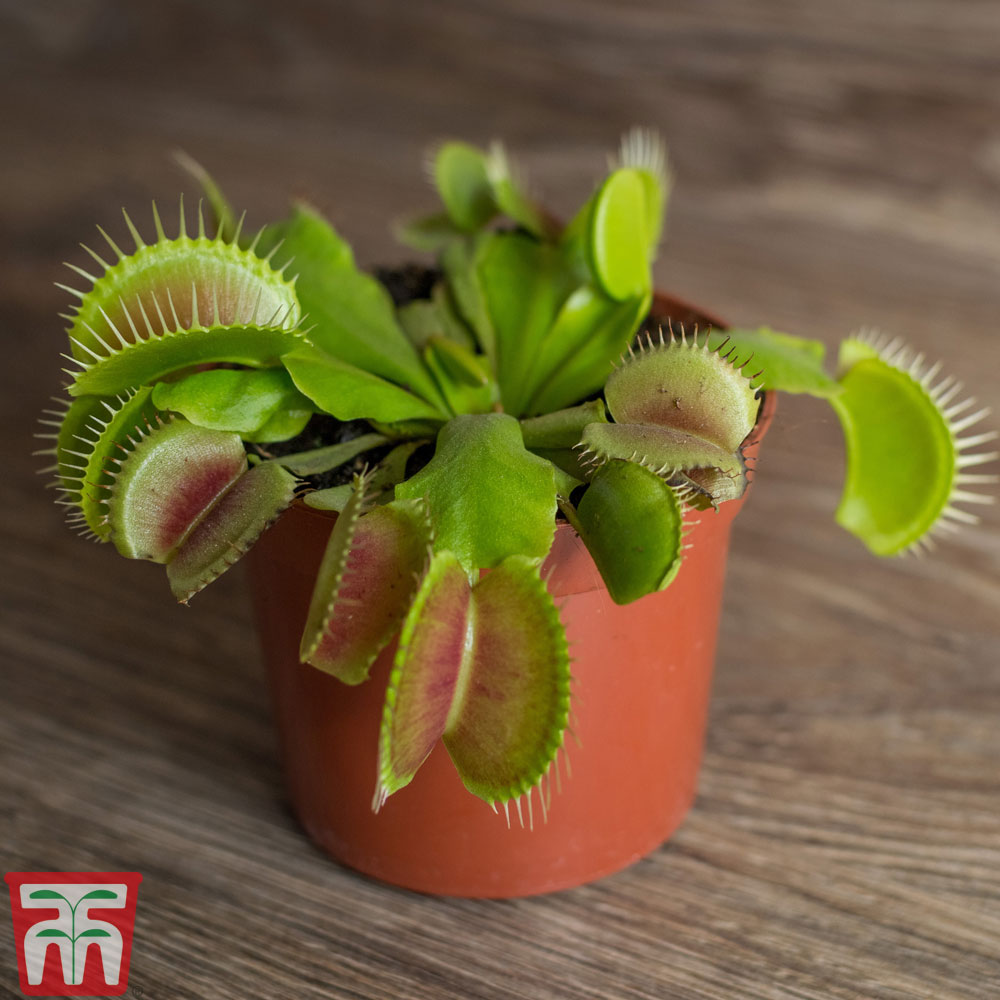 Plants for Pets Dionaea Muscipula Venus Fly Trap Plant Carnivorous Live Terrarium Decorations and Home Garden Gifts Easy Houseplants Indoor Or Outdoor Perennials Rooted in Potting Containers 