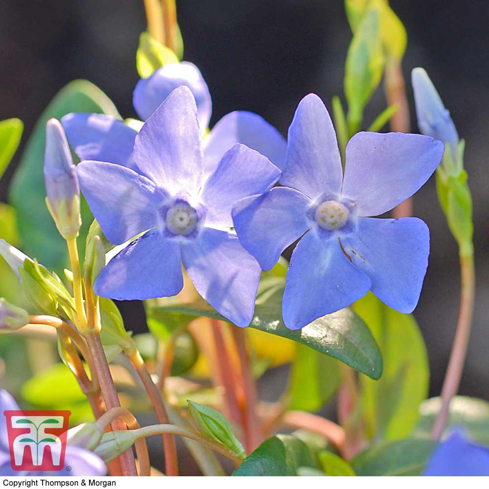 Vinca Periwinkle Minor Alba Garden Plant Hardy Shrub Flowering Garden Plants Easy to Grow Your Own 1x 9cm Potted Plant by Thompson and Morgan 