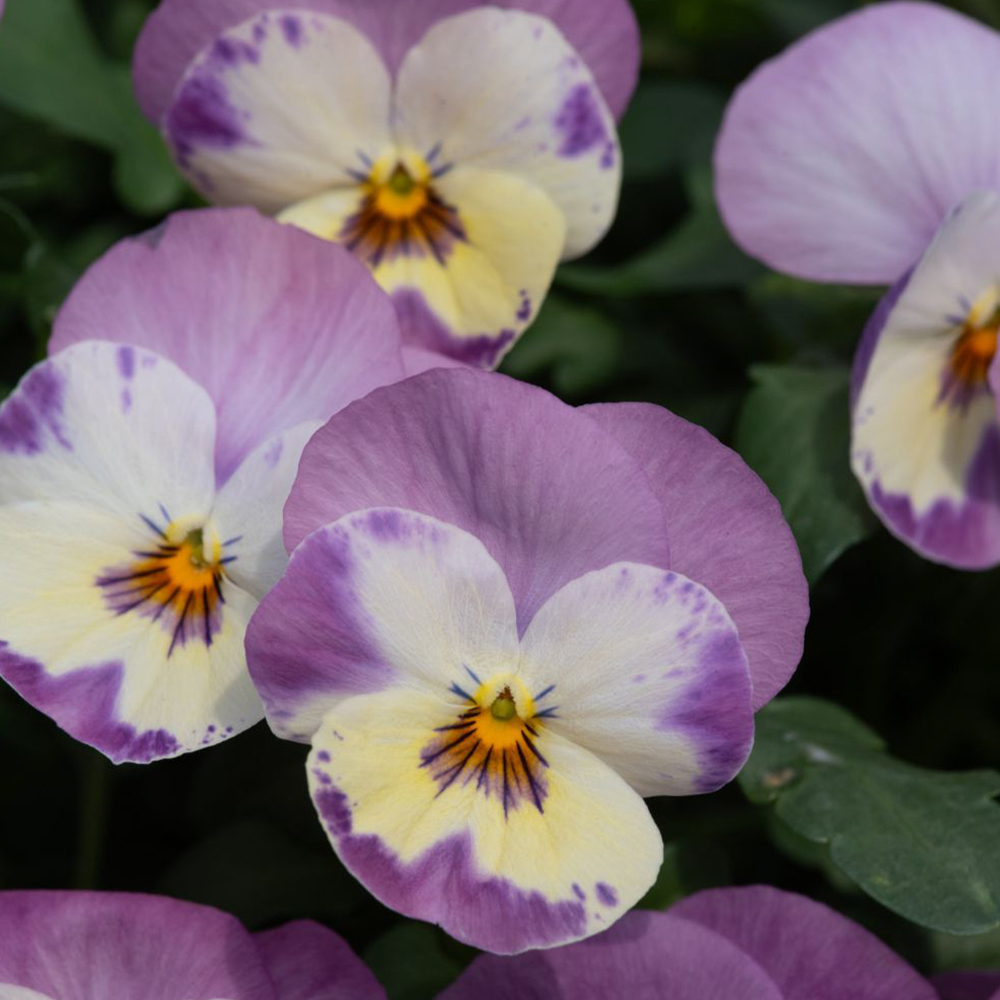 Viola 'Teardrops Pink Baby Face'