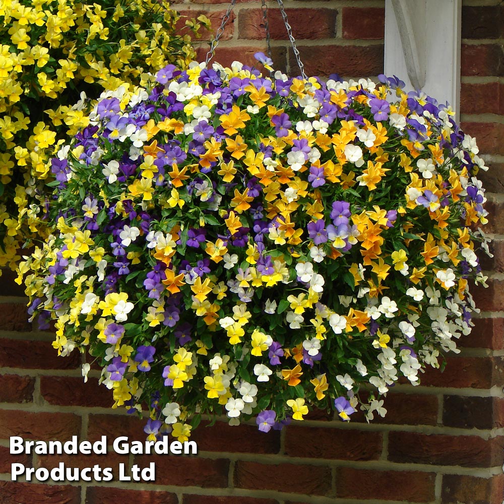 Image of Viola Pre-Planted Hanging Basket