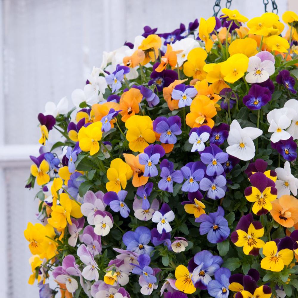 Viola 'Teardrops'