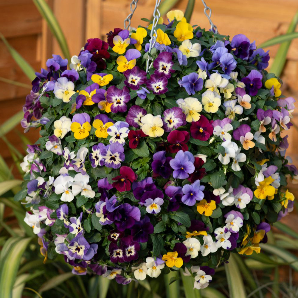 Viola 'Teardrops'