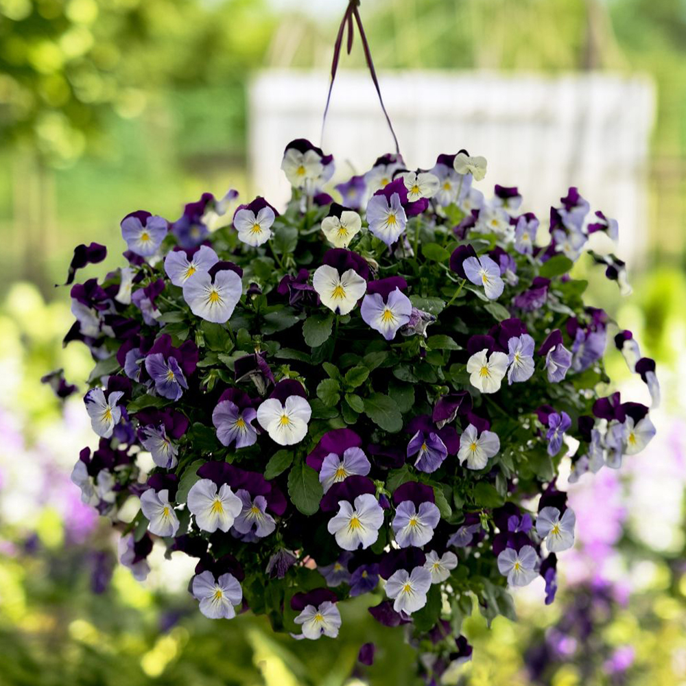 Viola x wittrockiana Volante® 'Purple Face'