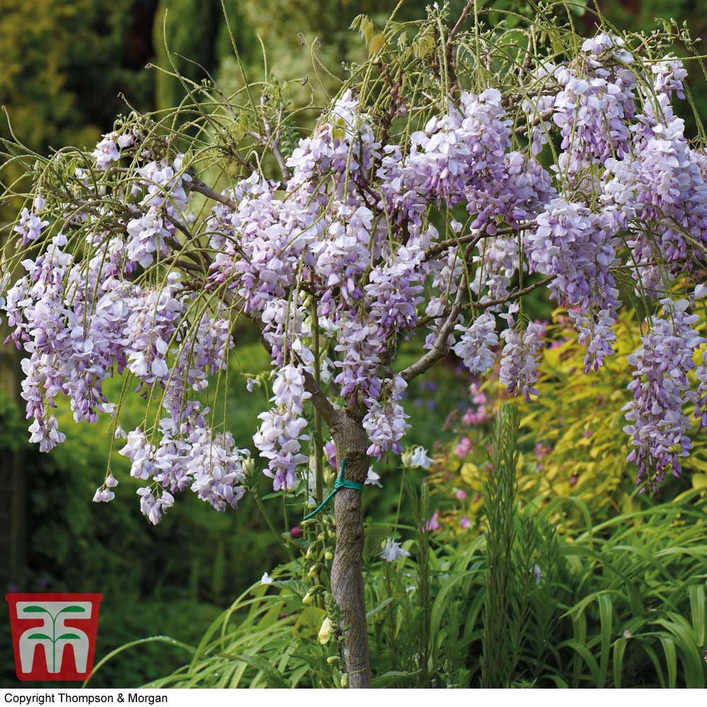 1 Wisteria Tree Standard Hardy sinensis Patio Shrub Tree 2 Litre Potted Plant by Thompson and Morgan