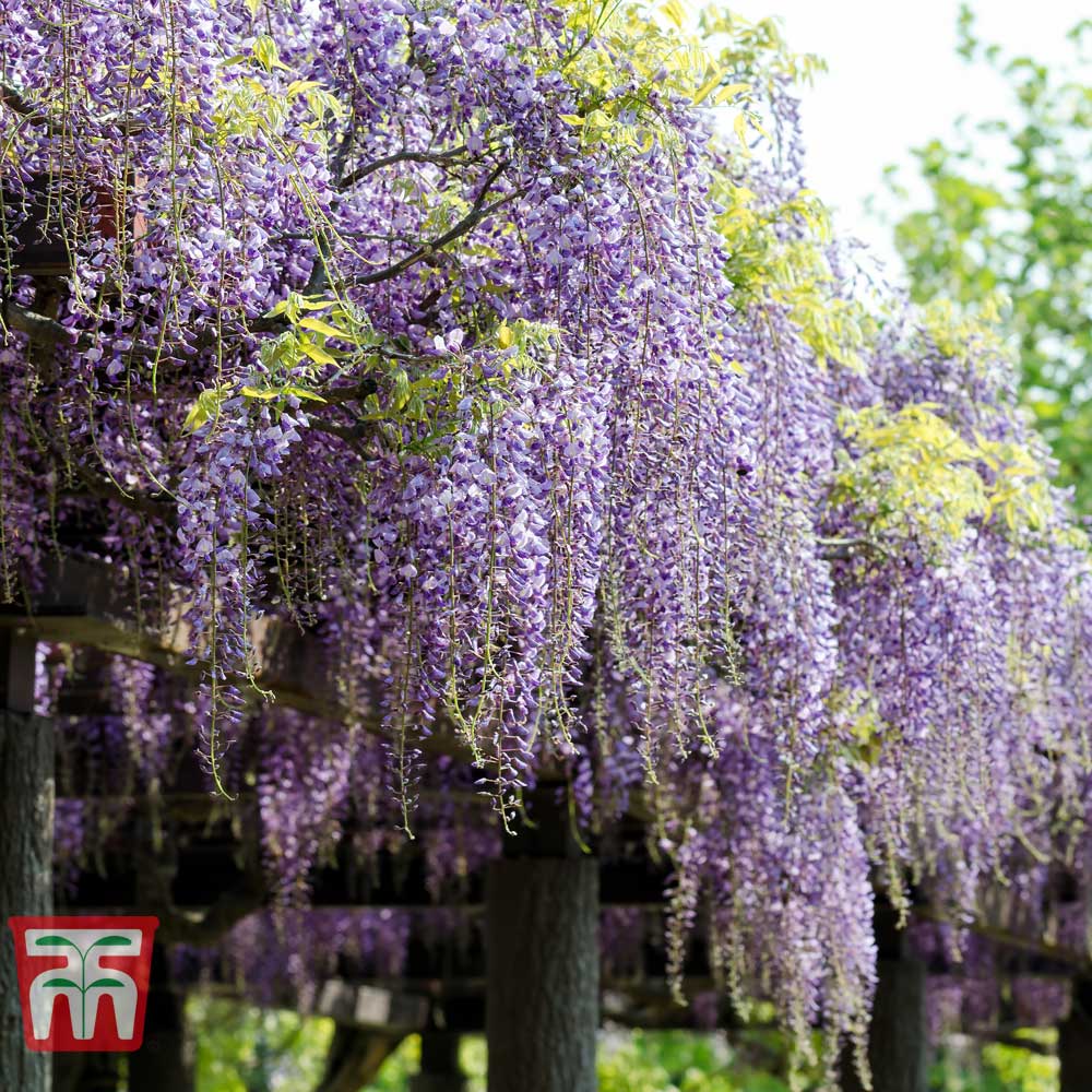 Wisteria floribunda 'Royal Purple