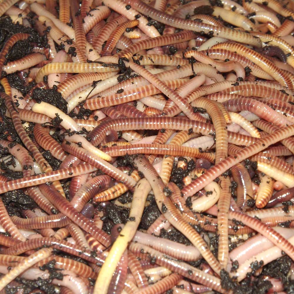 Tiger Worms from Thompson and Morgan