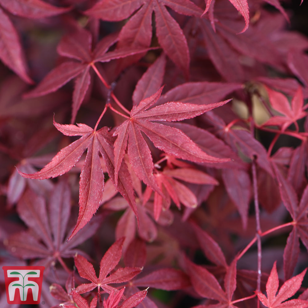 Height 20-30cm Pot Ø 13cm Japanese Maple Tree Ornemental schrub with Green-red Leaves Acer PalmatumAtropurpureum 