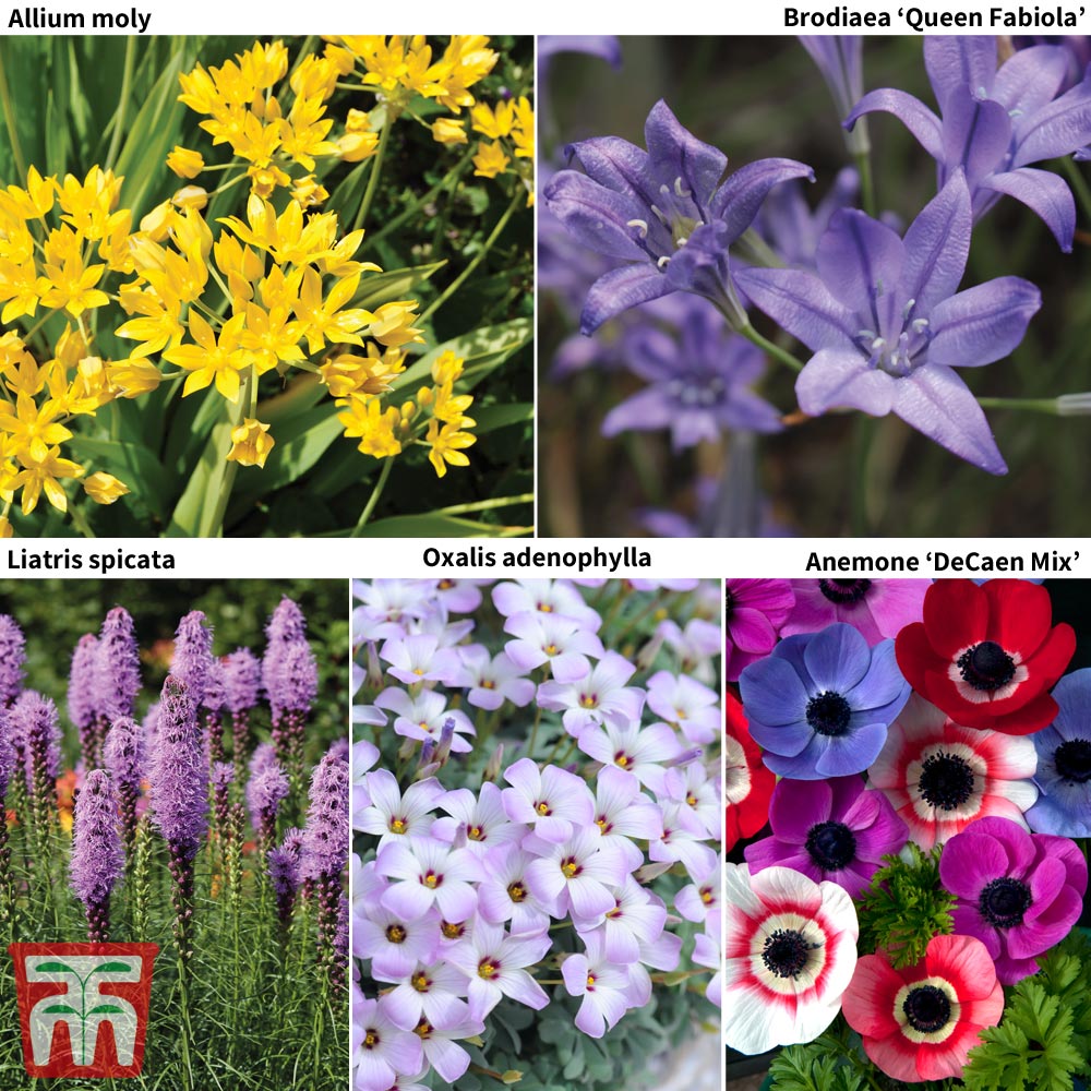 Image of 100 Days of Flowering Bulb Collection