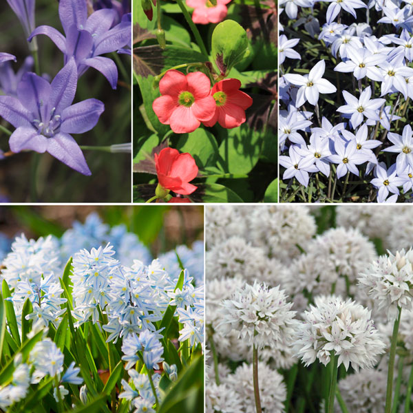 Image of 100 Spring Flowering Bulb Collection