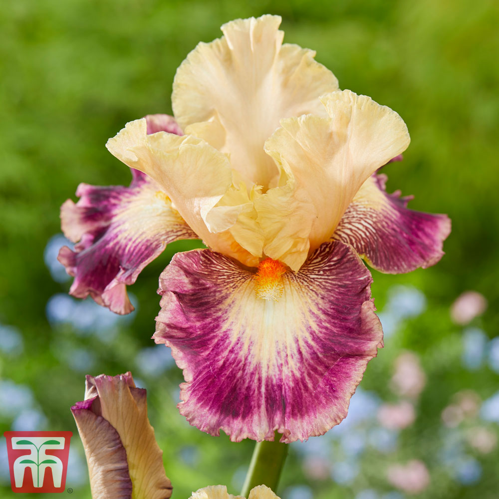 Iris Roots 2 Bulbs Bearded Bonsai Resistant Glamorou Impressive Landscape Flower 