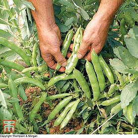 Broad Bean 'The Sutton' - Seeds