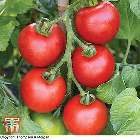 Tomato 'Ailsa Craig' - Seeds