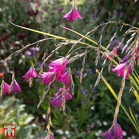 Dierama pulcherrimum 'Slieve Donard Hybrids'