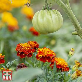 Marigold 'Tomato Growing Secret'