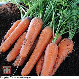 Carrot 'Nantes 2' - Seeds
