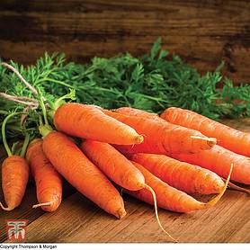 Carrot 'Chantenay Red Cored 3 - Supreme' - Seeds