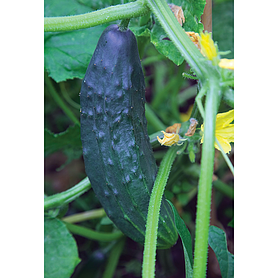 Cucumber 'Burpless Tasty Green' F1 Hybrid - Seeds
