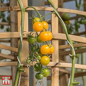 Tomato 'Balconi Yellow'