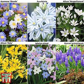 400 Spring Flowering Bulb Collection