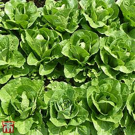 Lettuce 'Valmaine' (Romaine/Cut And Come Again) - Seeds