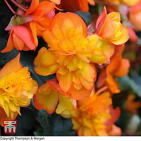 Begonia x tuberhybrida 'Chanson Orange & Yellow Bicolour' F1 Hybrid