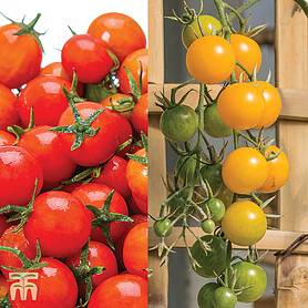 Tomato 'Balconi' Collection