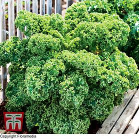 Kale 'Dwarf Green Curled' - Seeds